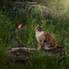 Have a pet and a cellphone? -Online course