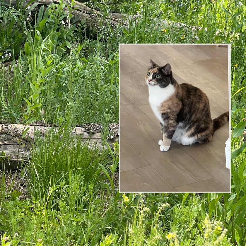 Have a pet and a cellphone?