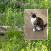 Have a pet and a cellphone? -Online course
