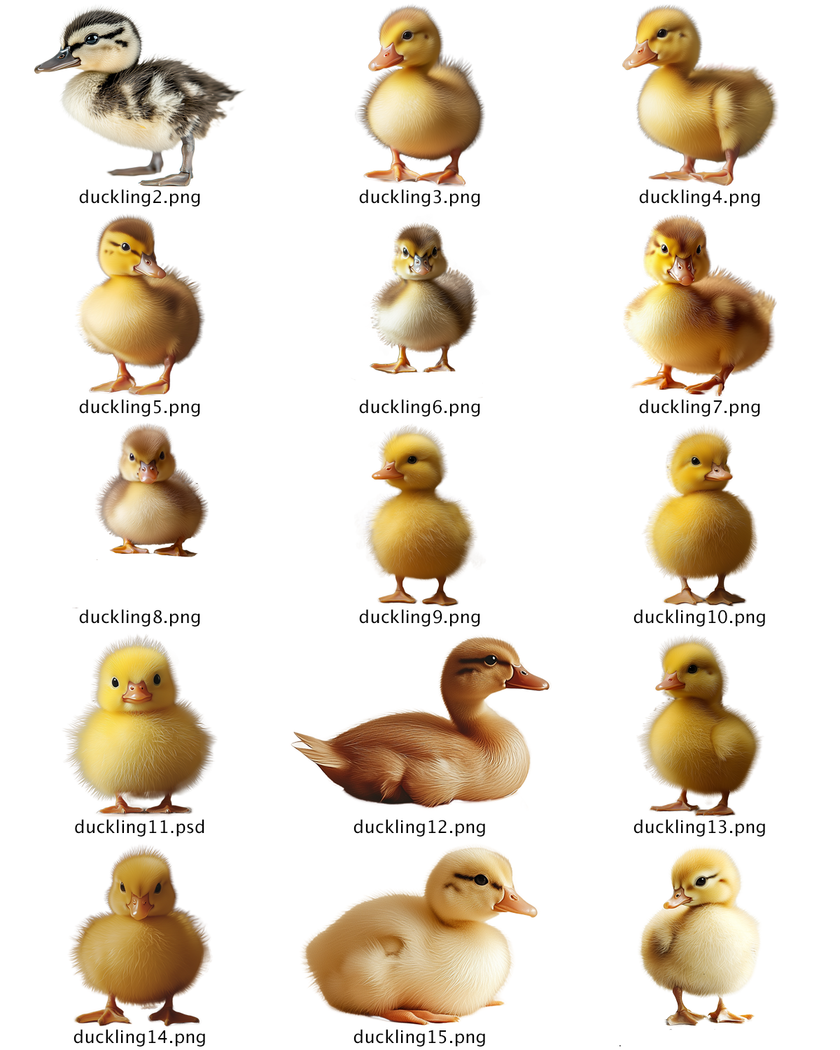 Duckling PNG Overlay Bundle – 15 Fluffy Baby Duck Clipart Images for Composites & Digital Art