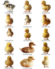 Duckling PNG Overlay Bundle – 15 Fluffy Baby Duck Clipart Images for Composites & Digital Art