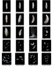 20 White Feather PNG Overlays – Elegant & Versatile