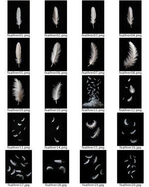 20 White Feather PNG Overlays – Elegant & Versatile