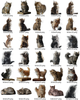 Kitten PNG Overlay Bundle – 32 Fluffy Cat Images
