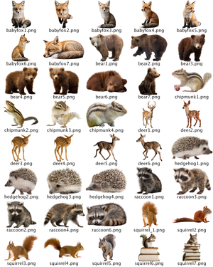 Woodland Animal PNG Collection – 40 Transparent Files